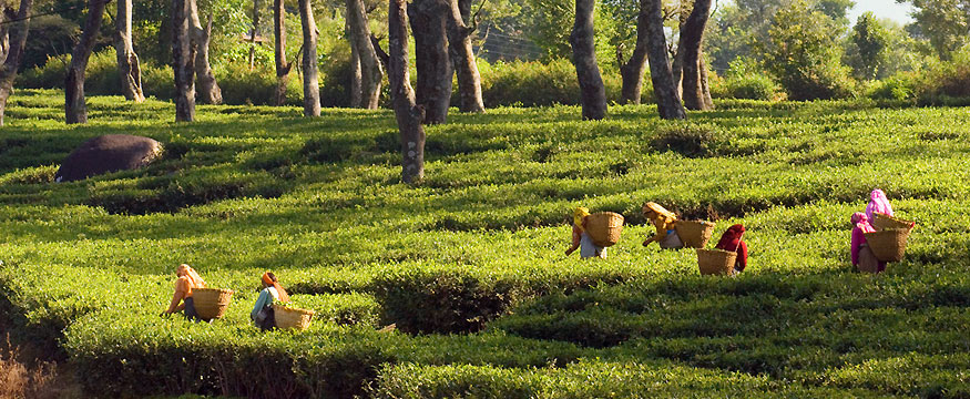 Complete Uttarakhand Tour